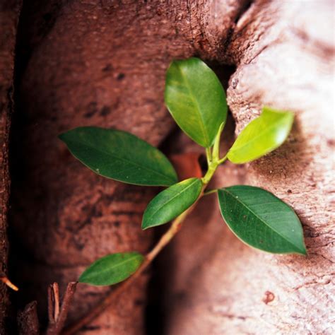 避邪盆栽|鬼月「避邪植物」推薦這5種！「抹草」沐浴可趨吉避凶，「榕樹。